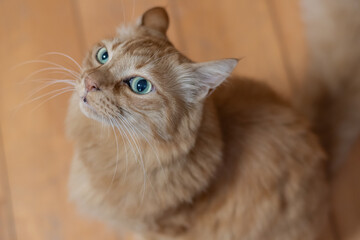 見上げるしぐさの可愛い猫　茶トラ猫