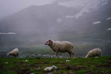 Sheep Grazing in Misty Mountain Landscape