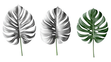 three stylized monstera leaves. showcasing a gradient of colors from black and white to vibrant green. emphasizing their intricate cutouts and textures the design serves as a modern graphic element su
