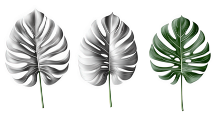 three stylized monstera leaves. showcasing a gradient of colors from black and white to vibrant green. emphasizing their intricate cutouts and textures the design serves as a modern graphic element su