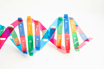 DNA molecule spiral structure model isolated on white background, chromosome and gene chemical...