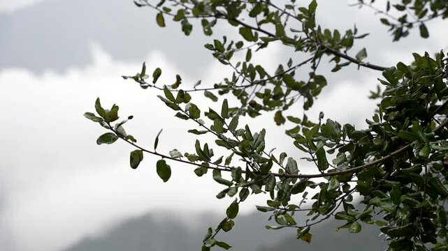 Close-up of a red oak branch with lush green leaves, found in Kashmir's lower Himalayan region