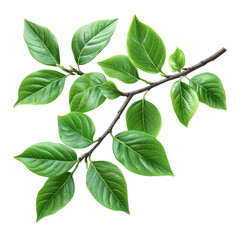 Fototapeta premium Abstract green leafy foliage with branches isolated on white background 