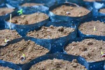 Polybags for growing plant seeds