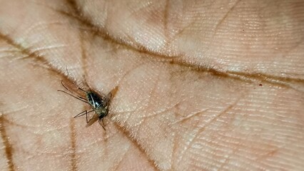 extreme close-up of a mosquito sucking blood. 
