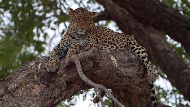 A female leopard lying in a tree falling asleep, Mashatu Botswana.