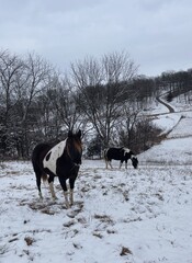 horses in snow