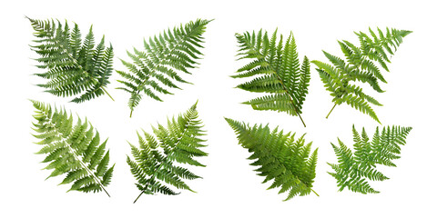 Various Green Fern Leaves, PNG collection, set bundle, isolate on transparent or white background