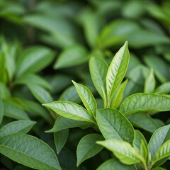 Obraz premium Background Filled with Lush Green Leaves