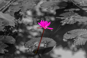Beautiful Pink water lilie flower in a pond on the streets of BKK Bangkok Sukhumvit Rd Nana on tree trunk Thailand Thai