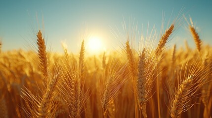Golden Wheat Field at Sunset: A Harvest Symphony