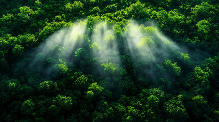 A serene aerial view of a tropical rainforest shrouded in fog sunlight streaming through the dense canopy vibrant greenery creating a sense of mystery calm minimalistic tone with blank space for capti