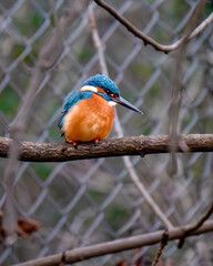 Kingfisher sitting on a branch