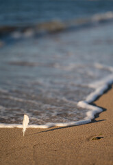 feather on the beach