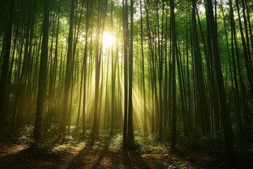 Obraz premium Tranquil bamboo grove bathed in sunlight serene nature scene forest environment peaceful atmosphere captured from a ground level perspective