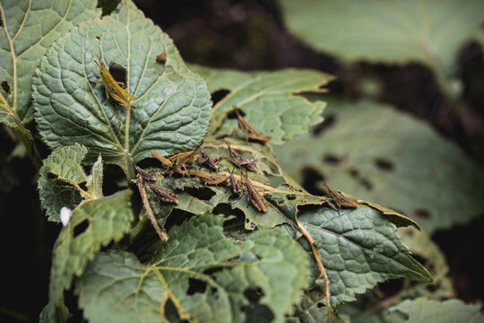 Un conjunto de grillos comiendo hojas.