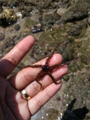 Star fish in woman hand