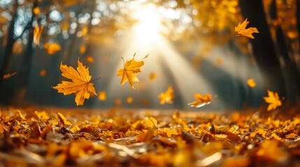 Golden maple leaves falling on an autumn forest floor with warm sun rays