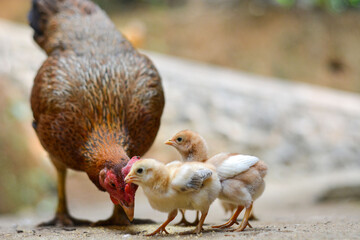 Hen in a farmyard (Gallus gallus domesticus)