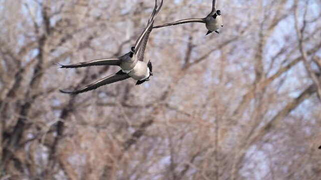 trio of geese in flight level with camera turn on a dime in slow motion close up flying