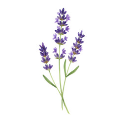 Naklejka premium Elegant Watercolor Lavender Flowers Isolated on Black Background Botanical Illustration Art Spa Herb