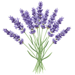 Naklejka premium Beautiful Watercolor Lavender Bouquet Purple Flowers Floral Design Spa Herb Aroma Plant Image Nature