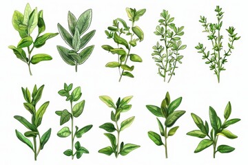 Intricate background art highlighting herbal designs.