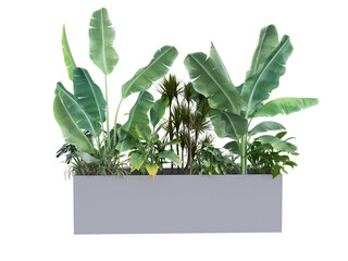 Modern pot plant isolate on isolated background
