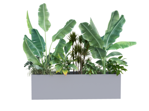 Modern pot plant isolate on isolated background
