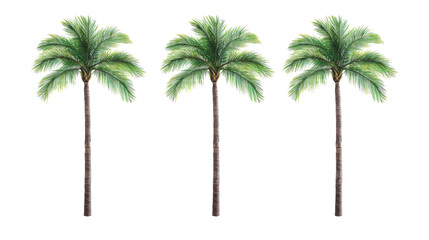 Areca Palms on Transparent Background Generative AI