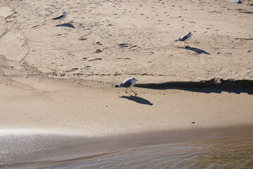 a seagull on the sea