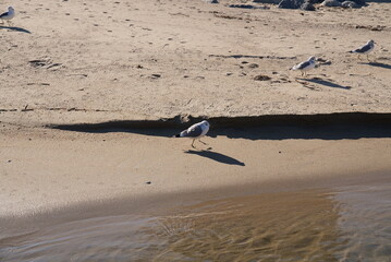 a seagull on the sea
