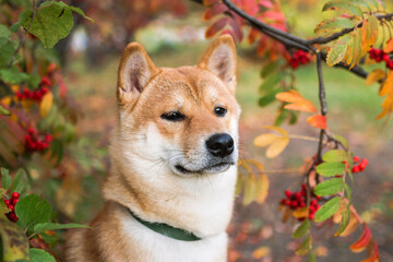 Close-up portrait of a Shiba Inu dog with a blurred background of red autumn leaves.