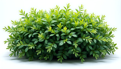 Obraz premium A close up of a bush of green leaves.