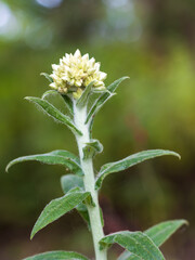 Beautiful flowering plant with delicate buds captured in a vibrant green environment during daylight