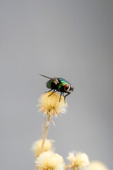 Macro close up photo of fly on flower 