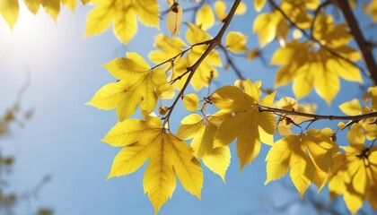 Obraz premium Shiny yellow leaves on a sunny branch in macro, shiny yellow, leaves