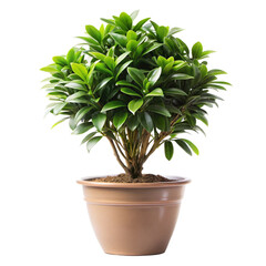 green plant in a pot