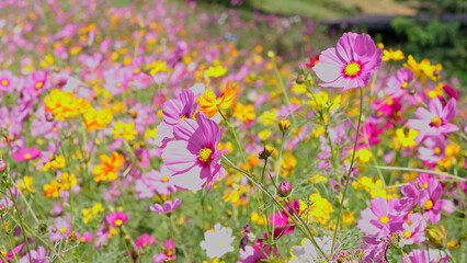Orange and Pink cosmos flowers bloom beautifully in winter.