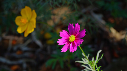 Orange and Pink cosmos flowers bloom beautifully in winter.