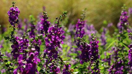 Flowers Field Angelonia Purple, Little Turtle Flower