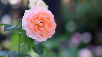 Beautiful orange roses blooming