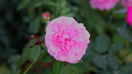 Pink rose is blooming beautifully.