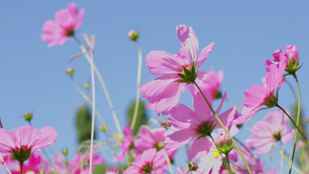 Pink cosmos flowers bloom beautifully in winter. - Powered by Adobe