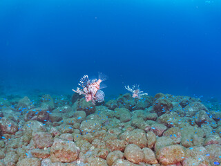 トリオの
美しく大きなハナミノカサゴ（ミノカサゴ亜科）他。
英名学名：Red Lionfish (Pterois volitans)
岩場に集まる、美しいソラスズメダイ（スズメダイ科）他の群れ。
英名学名：Heavenly Damselfish (Pomacentrus coelestis)
静岡県伊豆半島賀茂郡南伊豆町中木ヒリゾ浜2024年
