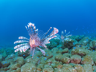 トリオの
美しく大きなハナミノカサゴ（ミノカサゴ亜科）他。
英名学名：Red Lionfish (Pterois volitans)
岩場に集まる、美しいソラスズメダイ（スズメダイ科）他の群れ。
英名学名：Heavenly Damselfish (Pomacentrus coelestis)
静岡県伊豆半島賀茂郡南伊豆町中木ヒリゾ浜2024年
