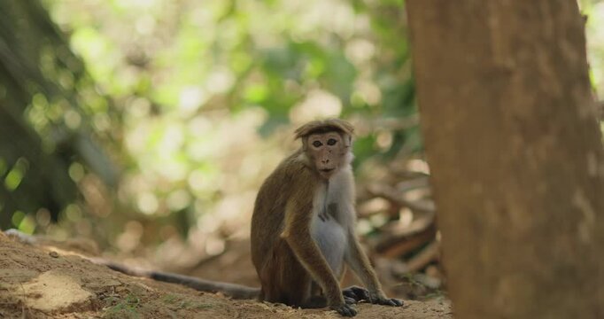 A pregnant toque macaque sits on the forest floor in Sri Lanka, surrounded by lush greenery. This serene wildlife moment captures the beauty of nature and the life cycle of tropical primates. 