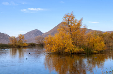 Obraz premium Beautiful autumn scenery in the wildlife park