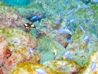 くねくね泳ぐ、可愛いムスジコショウダイ（イサキ科）の幼魚。
英名学名：Indian Ocean oriental sweetlips, Plectorhinchus orientalis
岩場に集まる、美しいソラスズメダイ（スズメダイ科）他の群れ。
英名学名：Heavenly Damselfish (Pomacentrus coelestis)
静岡県伊豆半島賀茂郡南伊豆町中木ヒリゾ浜2024年
