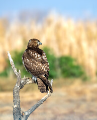 beautiful red tailed hawk perched and looking for prey